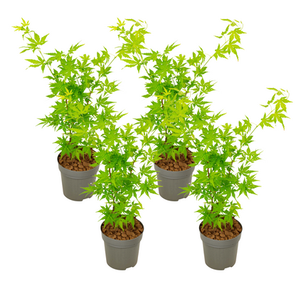 Japanese maple - 4 pcs. - Acer palmatum 'Going Green' - Height 25-40cm - ⌀10,5cm