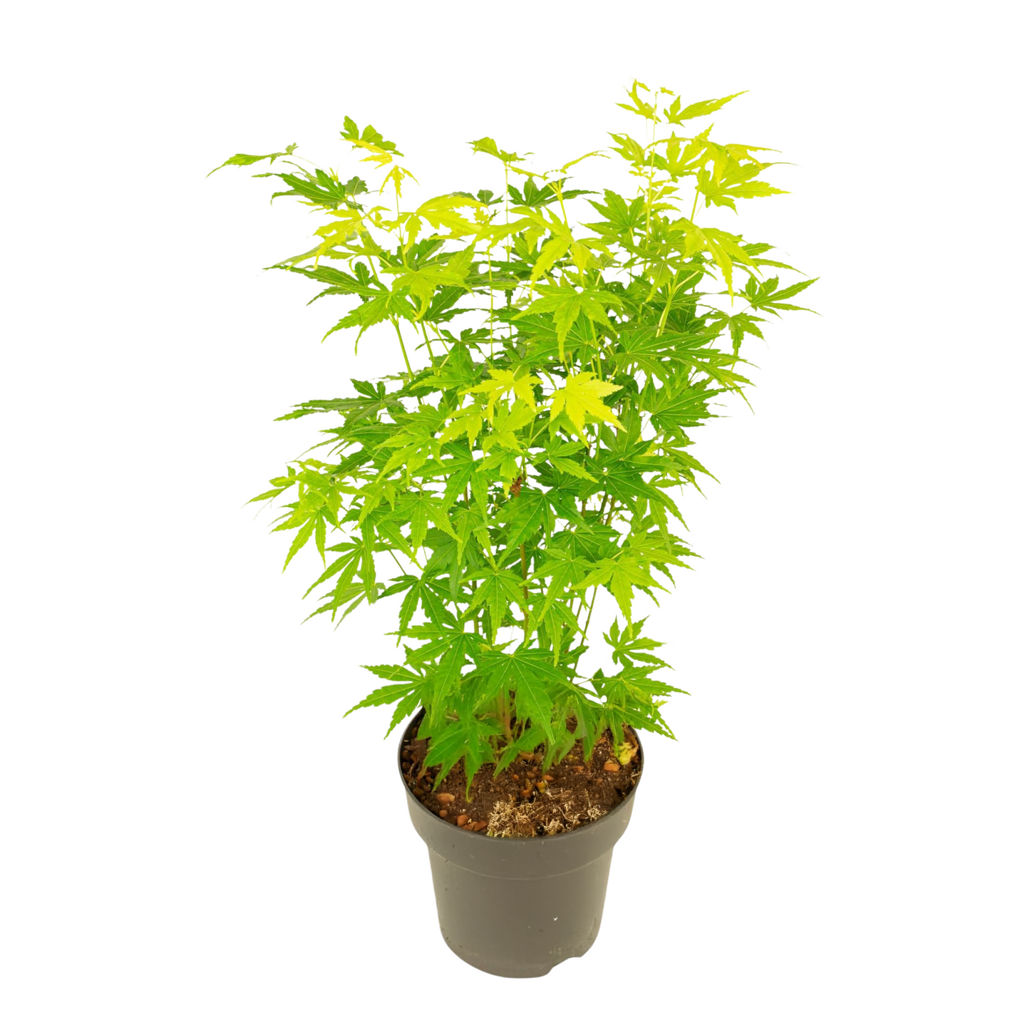 Japanese maple - Acer palmatum 'Going Green' - Height 35-55cm - ⌀15cm