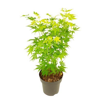 Japanese maple - Acer palmatum 'Going Green' - Height 35-55cm - ⌀15cm