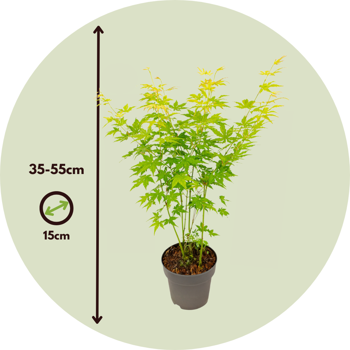 Japanese maple - 4 pcs - Acer palmatum 'Mix' - Height 35-55cm - ⌀15cm