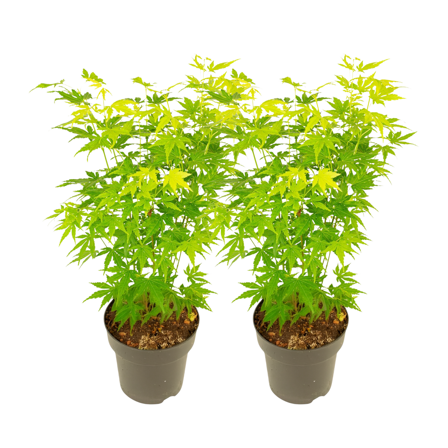 Japanese maple - 2 pcs - Acer palmatum 'Going Green' - Height 35-55cm - ⌀15cm