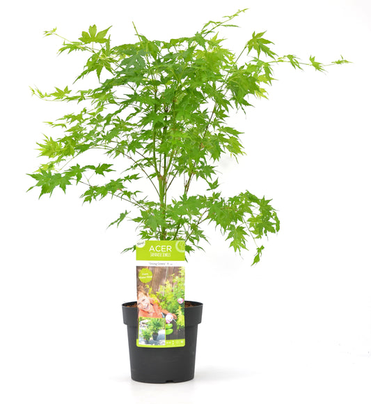 Japanese maple - Acer palmatum 'Going Green' - Height 50-60cm - ⌀19cm