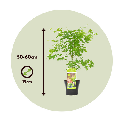 Japanese maple - 2 pcs. - Acer palmatum 'Going Green' - Height 50-60cm - ⌀19cm