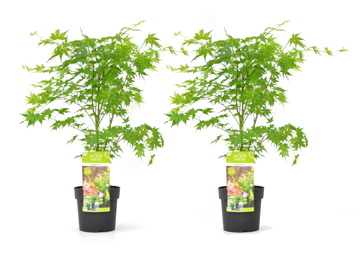 Japanese maple - 2 pcs. - Acer palmatum 'Going Green' - Height 50-60cm - ⌀19cm