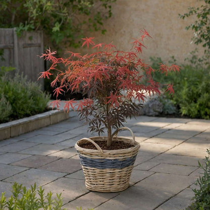 Japanese maple - 2 pcs. - Acer palmatum 'Starfish' - Height 60-70cm - ⌀19cm