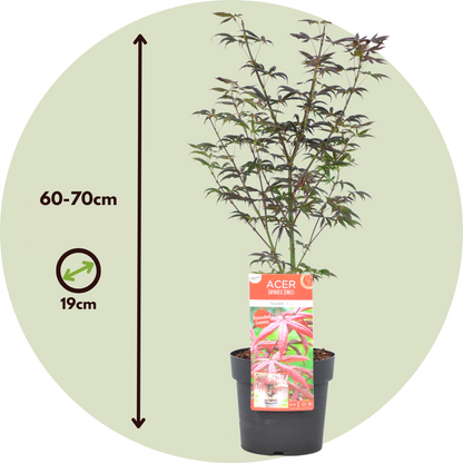 Japanese maple - 2 pcs. - Acer palmatum 'Starfish' - Height 60-70cm - ⌀19cm