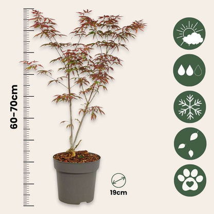 Japanese maple - 2 pcs. - Acer palmatum 'Starfish' - Height 60-70cm - ⌀19cm