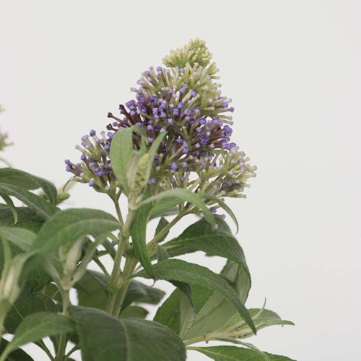 Summer lilac - Buddleja davidii 'Candy' - Height 30-40cm - ⌀19cm