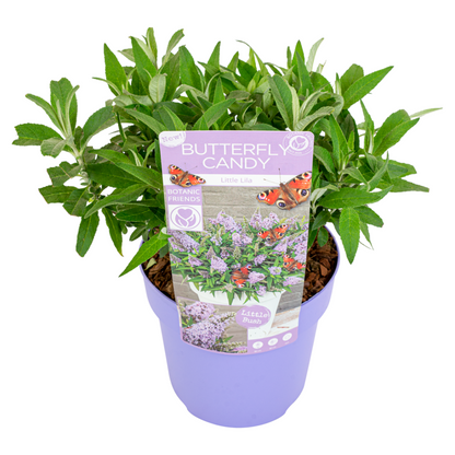 Summer lilac - Buddleja davidii 'Candy' - Height 30-40cm - ⌀19cm