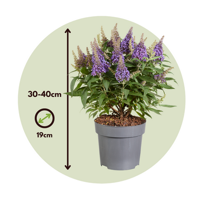Summer lilac - Buddleja davidii 'Candy' - Height 30-40cm - ⌀19cm