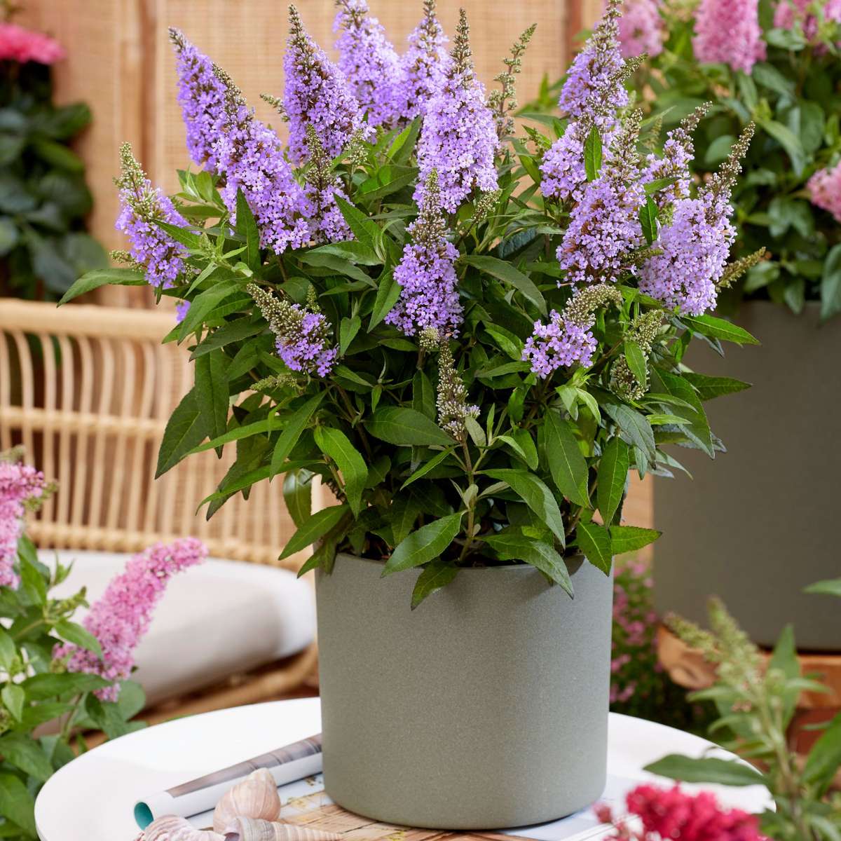 Summer lilac - 2 pcs. - Buddleja davidii 'Candy' - Height 30-40cm - ⌀19cm