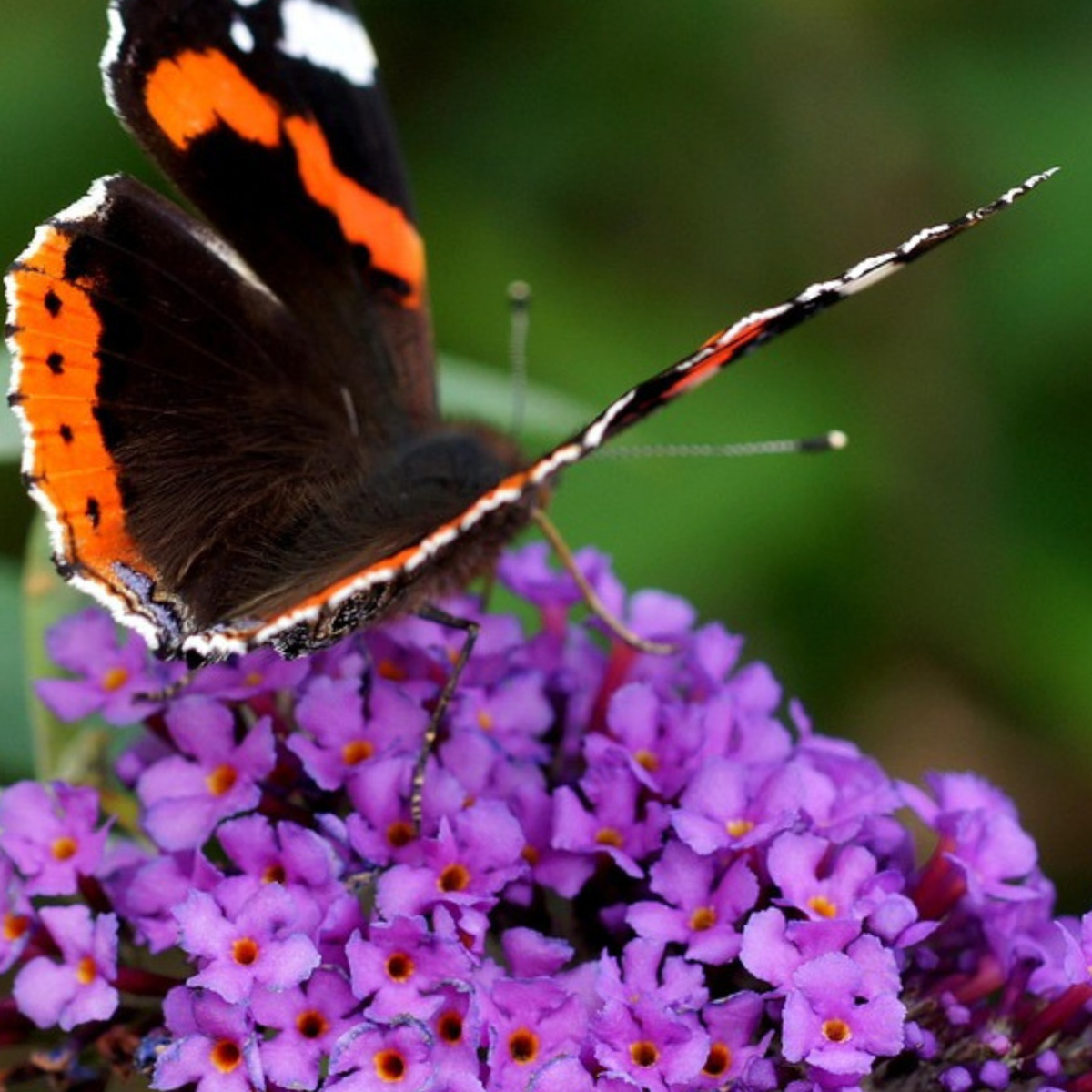 Summer lilac - 2 pcs. - Buddleja davidii 'Candy' - Height 30-40cm - ⌀19cm