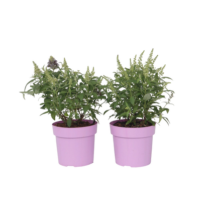 Summer lilac - 2 pcs. - Buddleja davidii 'Candy' - Height 30-40cm - ⌀19cm