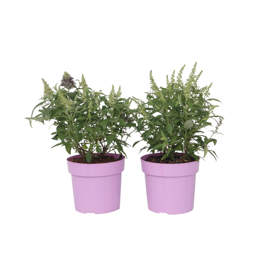 Summer lilac - 2 pcs. - Buddleja davidii 'Candy' - Height 30-40cm - ⌀19cm