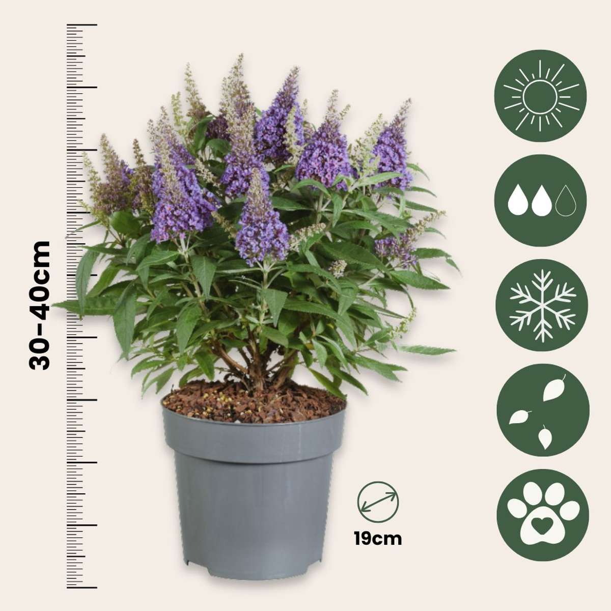 Summer lilac - 2 pcs. - Buddleja davidii 'Candy' - Height 30-40cm - ⌀19cm