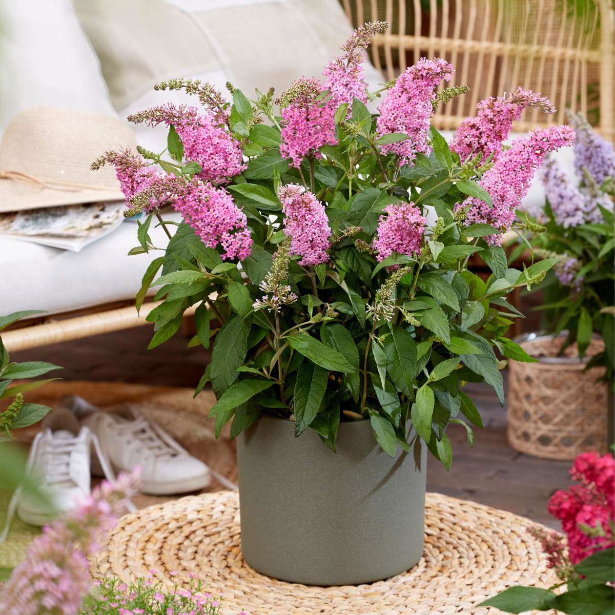 Summer lilac - 2 pcs. - Buddleja davidii 'Candy' - Height 30-40cm - ⌀19cm