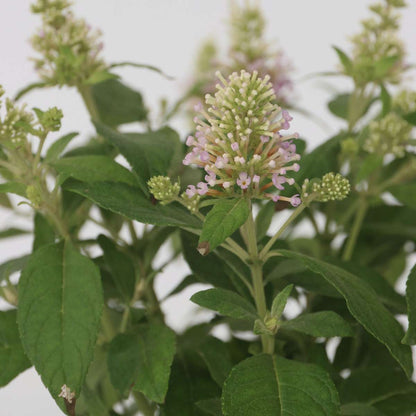 Summer lilac - 2 pcs. - Buddleja davidii 'Candy' - Height 30-40cm - ⌀19cm