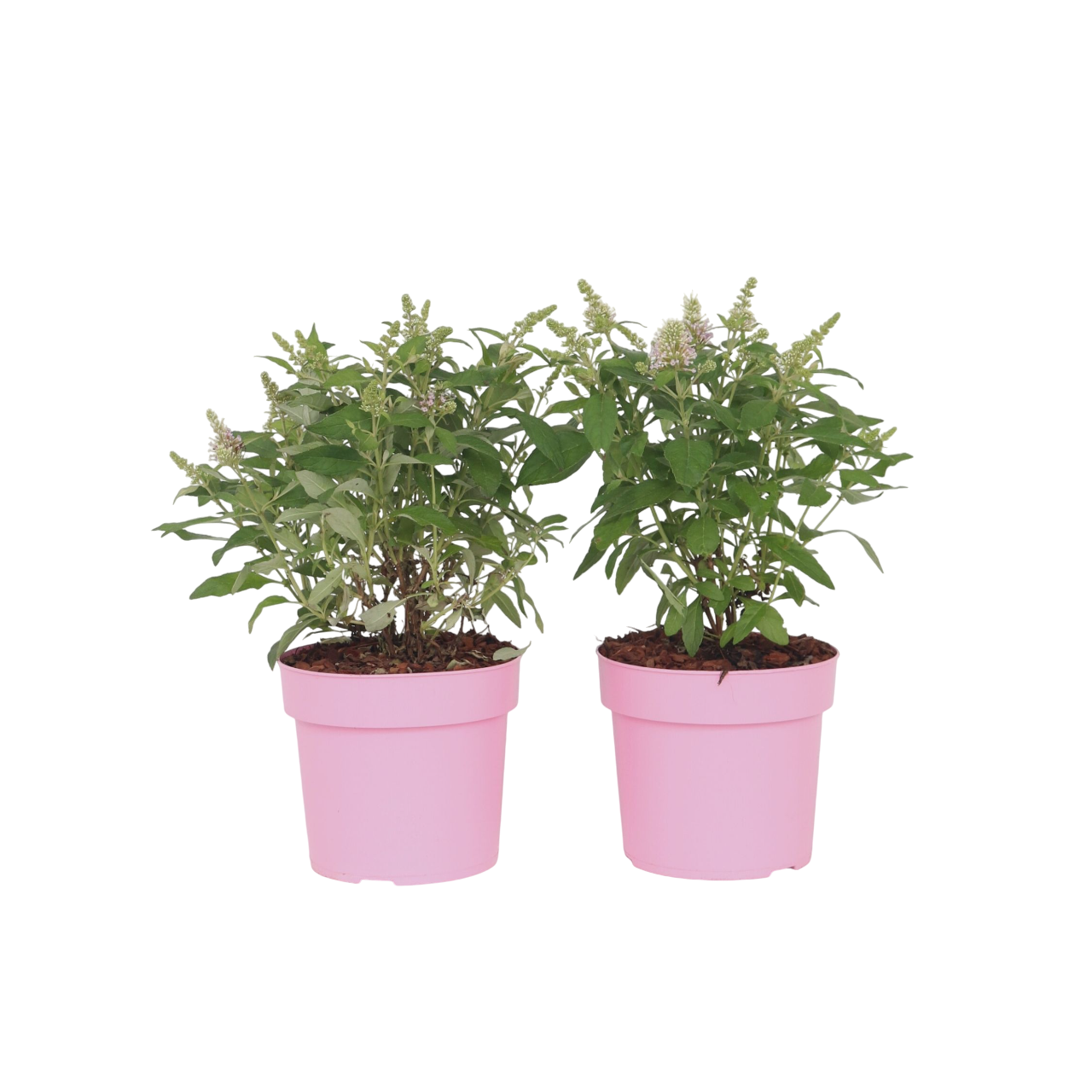 Summer lilac - 2 pcs. - Buddleja davidii 'Candy' - Height 30-40cm - ⌀19cm