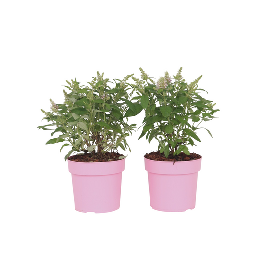 Summer lilac - 2 pcs. - Buddleja davidii 'Candy' - Height 30-40cm - ⌀19cm