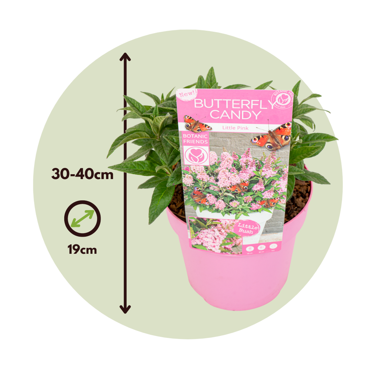 Summer lilac - 2 pcs. - Buddleja davidii 'Candy' - Height 30-40cm - ⌀19cm