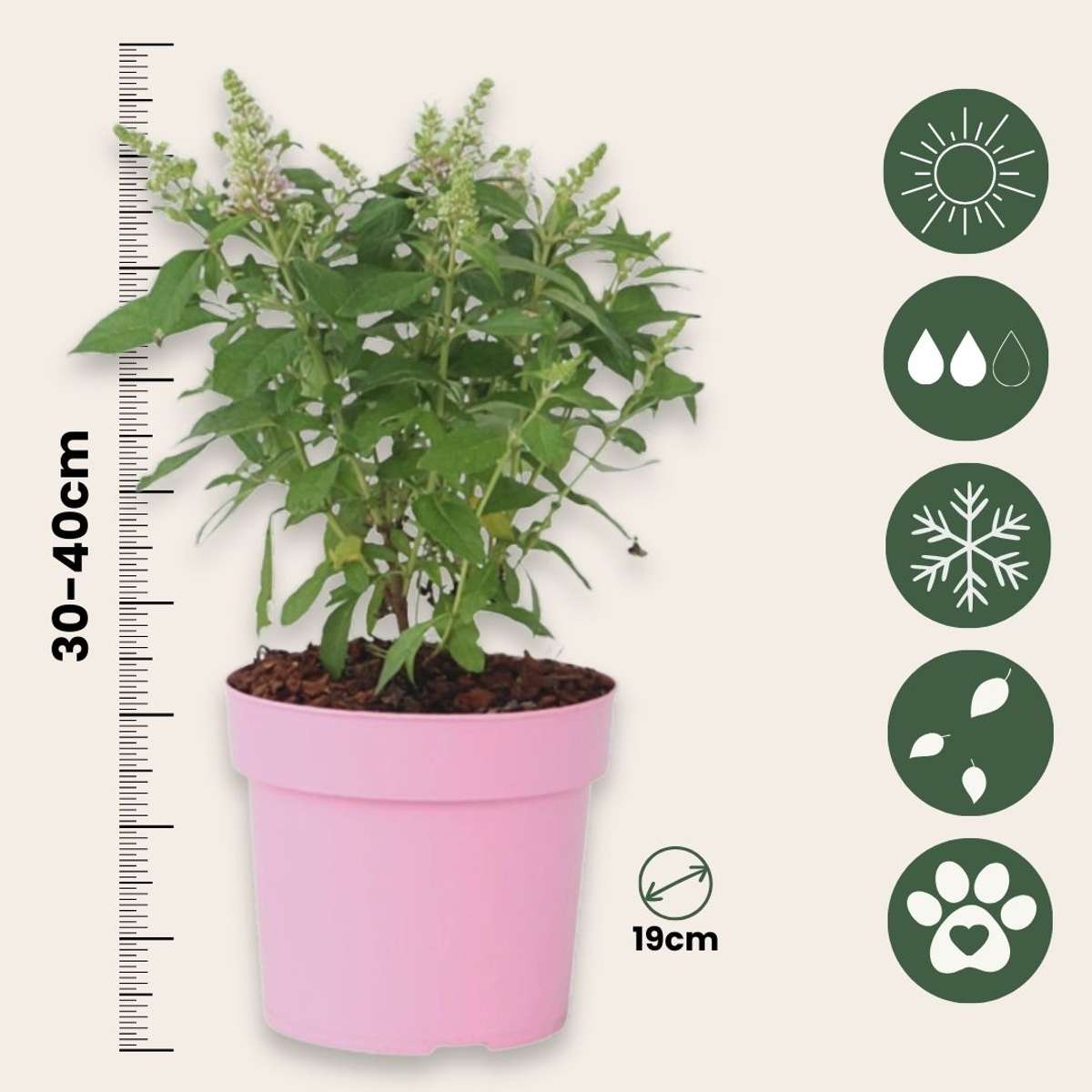 Summer lilac - 2 pcs. - Buddleja davidii 'Candy' - Height 30-40cm - ⌀19cm