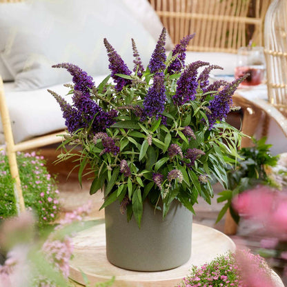 Summer lilac - 2 pcs. - Buddleja davidii 'Candy' - Height 30-40cm - ⌀19cm