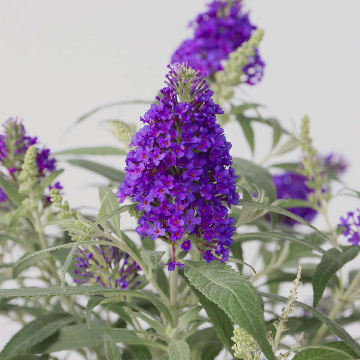 Summer lilac - 2 pcs. - Buddleja davidii 'Candy' - Height 30-40cm - ⌀19cm