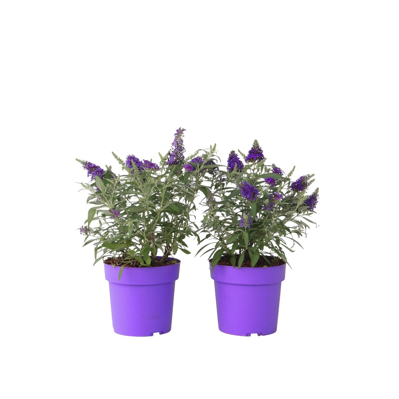 Summer lilac - 2 pcs. - Buddleja davidii 'Candy' - Height 30-40cm - ⌀19cm