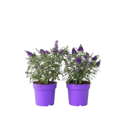 Summer lilac - 2 pcs. - Buddleja davidii 'Candy' - Height 30-40cm - ⌀19cm