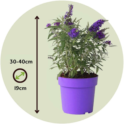 Summer lilac - 2 pcs. - Buddleja davidii 'Candy' - Height 30-40cm - ⌀19cm