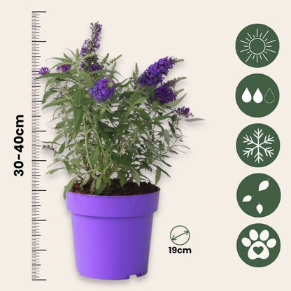 Summer lilac - 2 pcs. - Buddleja davidii 'Candy' - Height 30-40cm - ⌀19cm