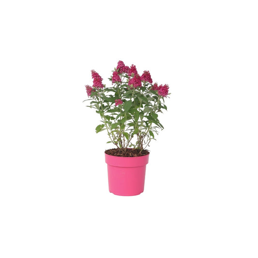 Summer lilac - Buddleja davidii 'Candy' - Height 30-40cm - ⌀19cm