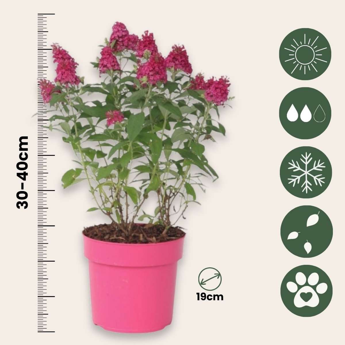 Summer lilac - Buddleja davidii 'Candy' - Height 30-40cm - ⌀19cm