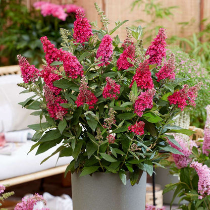 Summer lilac - 2 pcs. - Buddleja davidii 'Candy' - Height 30-40cm - ⌀19cm