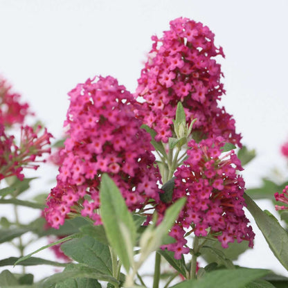 Summer lilac - 2 pcs. - Buddleja davidii 'Candy' - Height 30-40cm - ⌀19cm