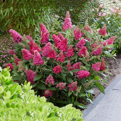 Summer lilac - 2 pcs. - Buddleja davidii 'Candy' - Height 30-40cm - ⌀19cm