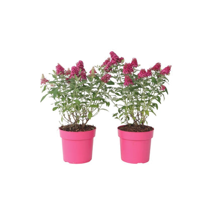 Summer lilac - 2 pcs. - Buddleja davidii 'Candy' - Height 30-40cm - ⌀19cm