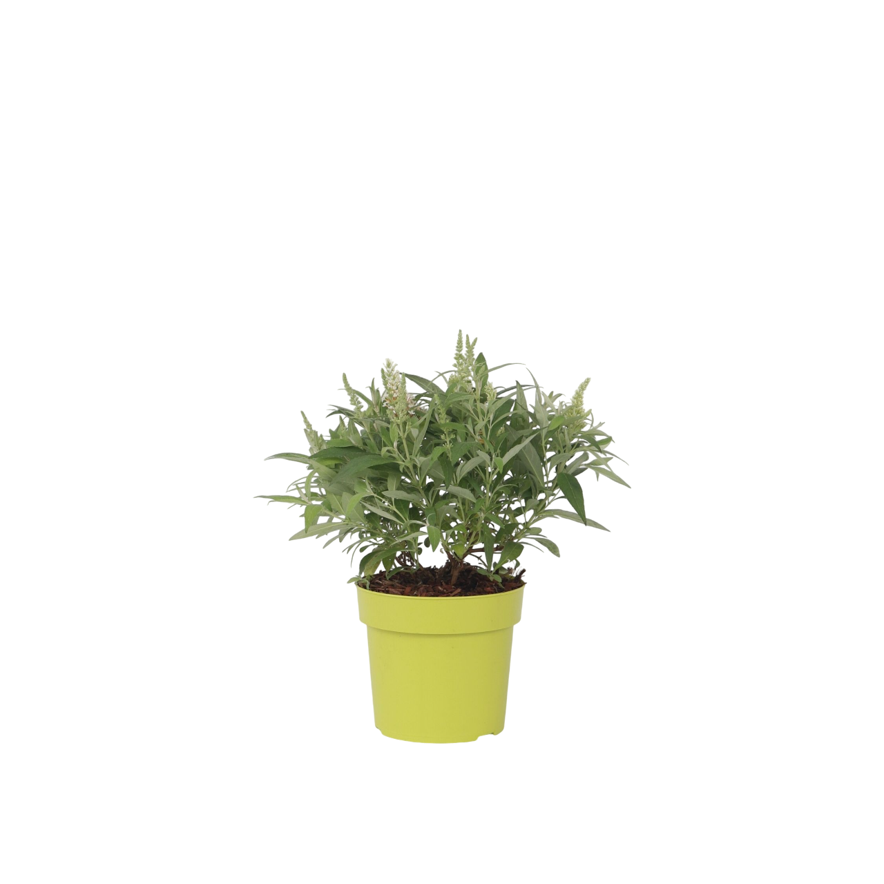 Summer lilac - Buddleja davidii 'Candy' - Height 30-40cm - ⌀19cm