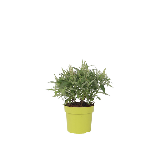 Summer lilac - Buddleja davidii 'Candy' - Height 30-40cm - ⌀19cm