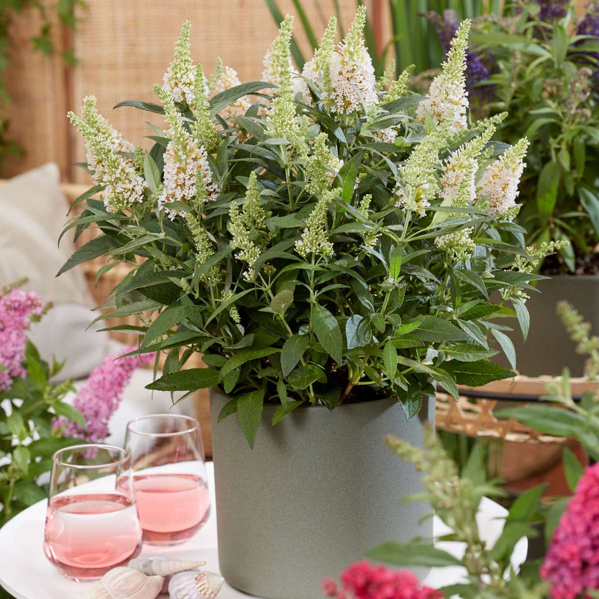 Summer lilac - 2 pcs. - Buddleja davidii 'Candy' - Height 30-40cm - ⌀19cm
