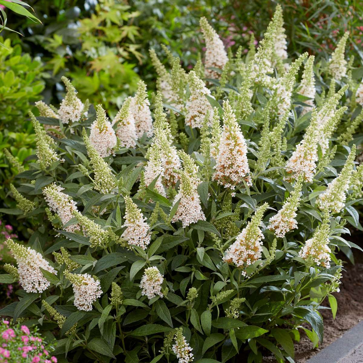Summer lilac - 2 pcs. - Buddleja davidii 'Candy' - Height 30-40cm - ⌀19cm