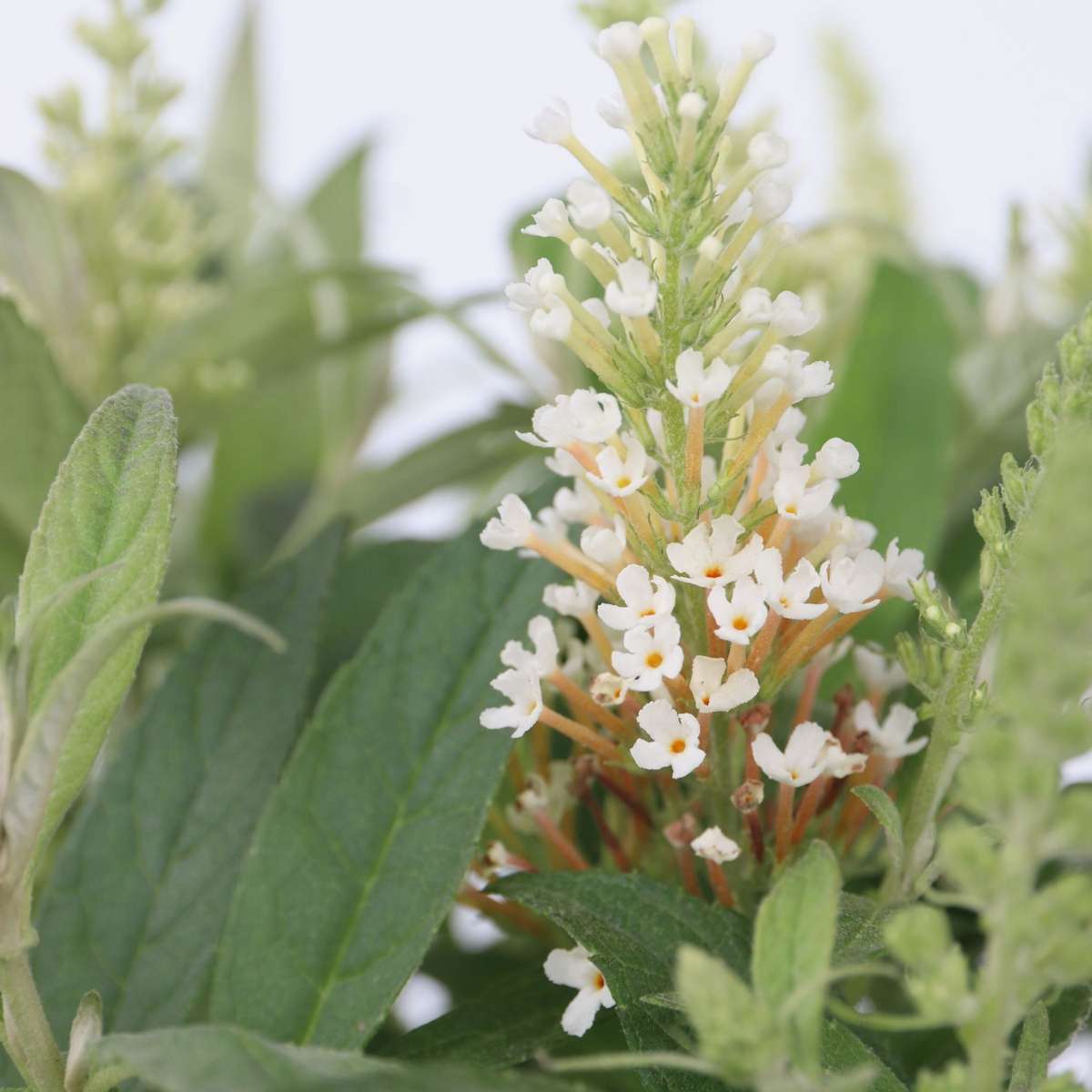 Summer lilac - 2 pcs. - Buddleja davidii 'Candy' - Height 30-40cm - ⌀19cm