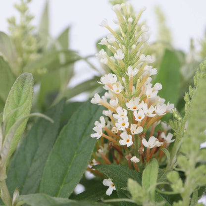 Summer lilac - 2 pcs. - Buddleja davidii 'Candy' - Height 30-40cm - ⌀19cm