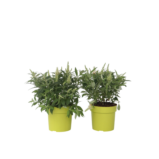 Summer lilac - 2 pcs. - Buddleja davidii 'Candy' - Height 30-40cm - ⌀19cm