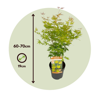 Japanese maple - 2 pcs. - Acer palmatum 'Orange Lace' - Height 60-70cm - ⌀19cm