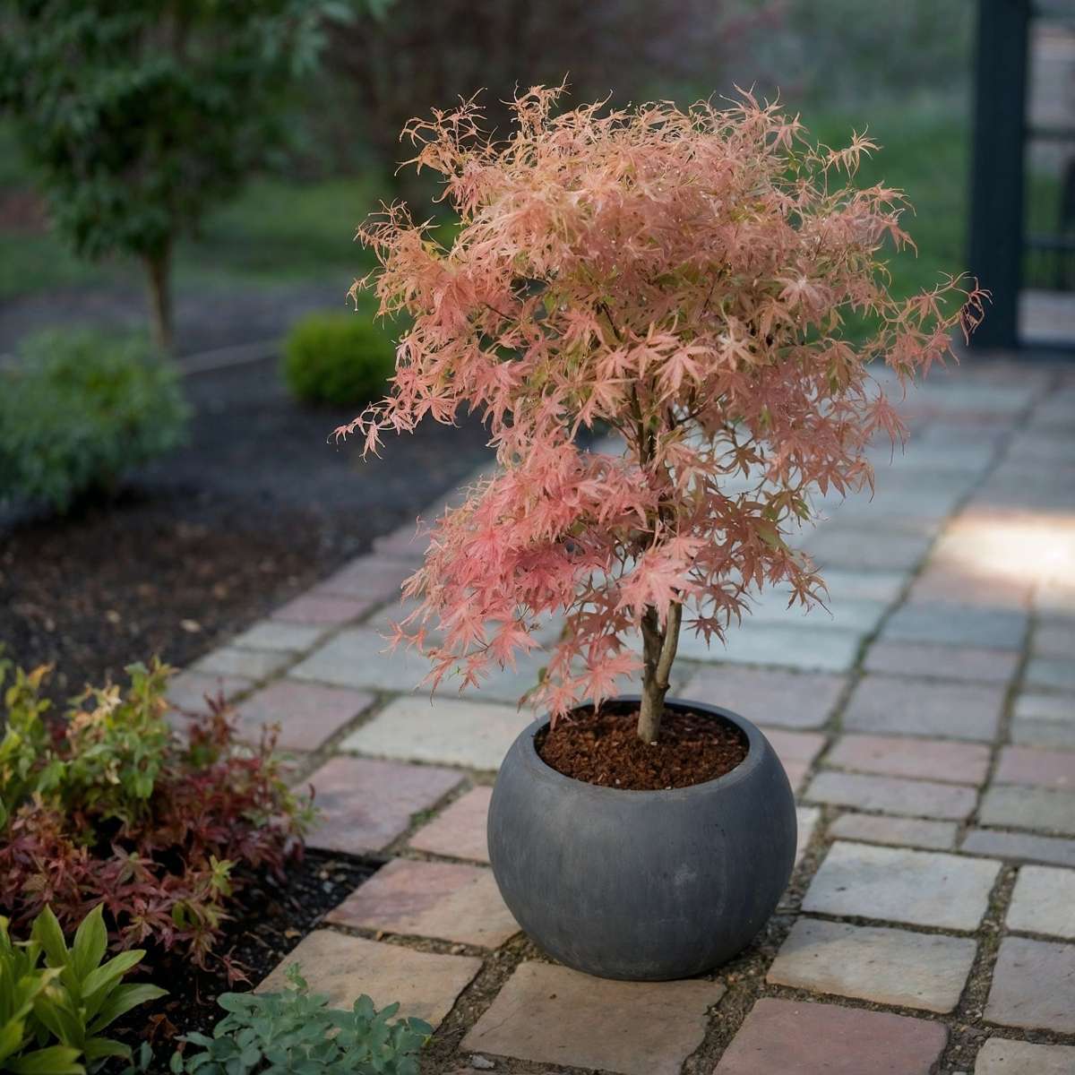 Japanese maple - 2 pcs. - Acer 'Ukigumo', Acer 'Taylor' - Height 35-55cm - ⌀15cm