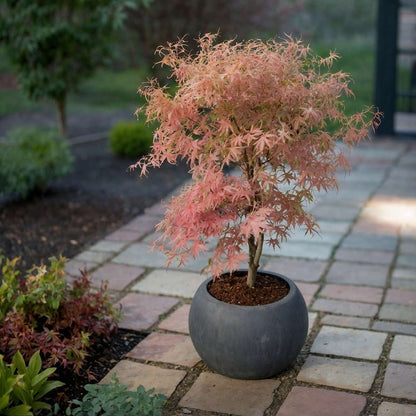 Japanese maple - 2 pcs. - Acer 'Ukigumo', Acer 'Taylor' - Height 35-55cm - ⌀15cm