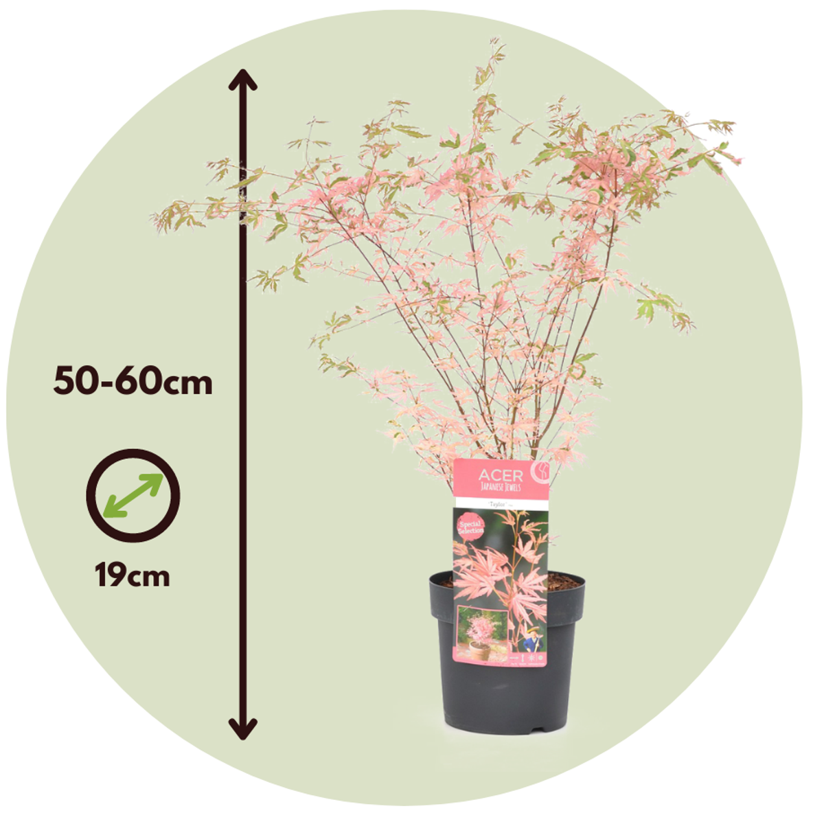 Japanese maple - Acer palmatum 'Taylor' - Height 50-60cm - ⌀19cm