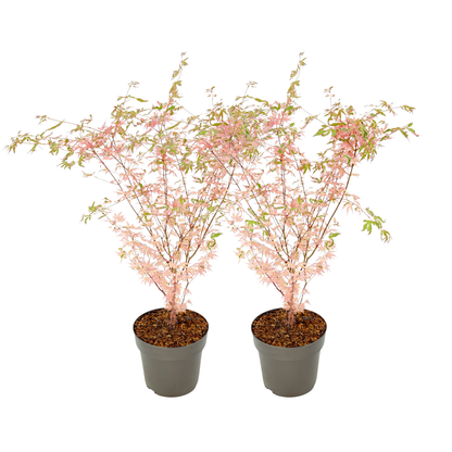 Japanese maple - 2 pcs. - Acer palmatum 'Taylor' - Height 50-60cm - ⌀19cm