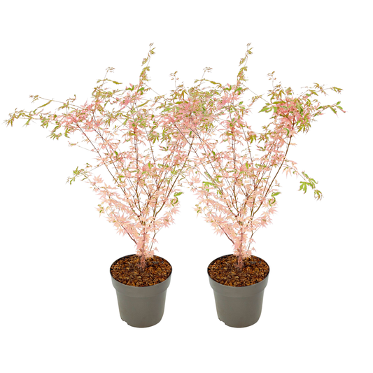Japanese maple - 2 pcs. - Acer palmatum 'Taylor' - Height 50-60cm - ⌀19cm